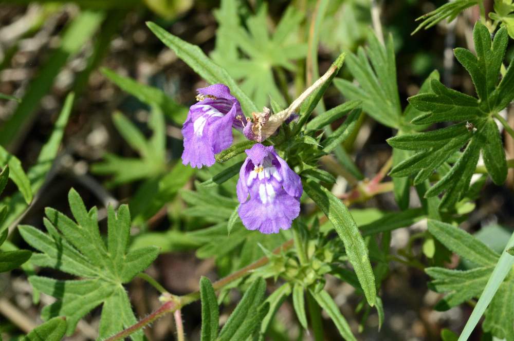 Galeopsis angustifolia / Canapetta a foglie strette